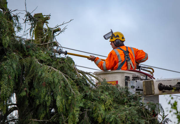 How Our Tree Care Process Works  in  Bartlett, TX